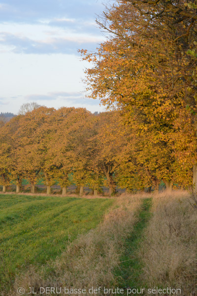 paysage automne